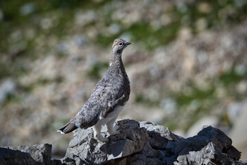 Ptarmigan in its natural habitat between rocks
