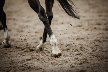 Equestrian sport. Hooves with horseshoes of a running horse. The legs of a dressage horse...