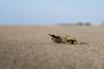 Baby Loggerhead Turtle at Kefalonia (Greece)