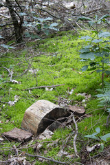 Nederlands bos, Dutch forrest, green, lane,
