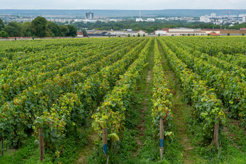 View on green vineyards of famous champagne houses in Reims, France