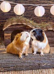Two cute funny guinea pigs sitting together side by side in a cage