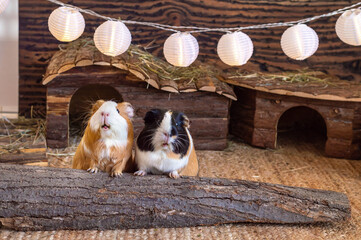 Two cute funny guinea pigs sitting together side by side in a cage