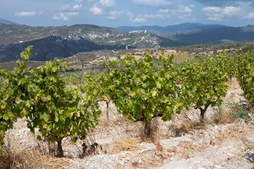 Fotobehang Wine industry on Cyprus island, view on Cypriot vineyards with growing grape plants on south slopes of Troodos mountain range © barmalini