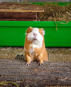 Two cute funny guinea pigs sitting together side by side in a cage