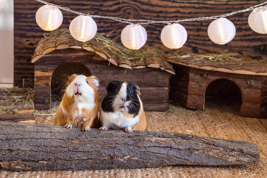 Two cute funny guinea pigs sitting together side by side in a cage
