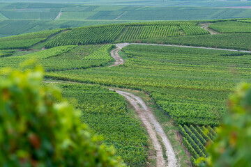 View on green pinot noir grand cru vineyards of famous champagne houses in Montagne de Reims near Verzenay, Champagne, France