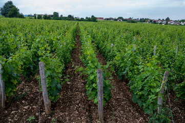 Green grand cru and premier cru vineyards with rows of pinot noir grapes plants in Cote de nuits,...