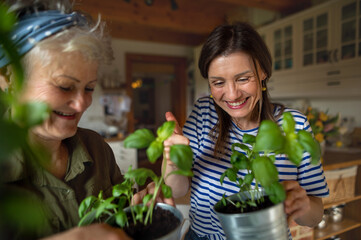 Happy senior mother with adult daughter indoors at home, planting herbs.