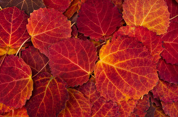 Autumn leaves background. Colorful foliage Aspen trees in the forest, texture. Top view, flat lay