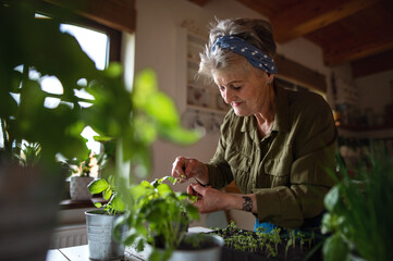 Happy senior woman indoors at home, planting herbs.