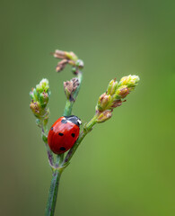 Red ladybug insect sitting on flower