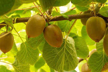 New harvest of ripe green kiwi fruits in orchard