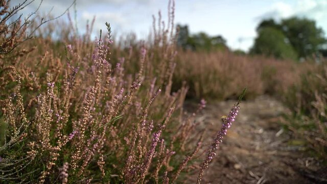 Heide - Landschaft mit lila und rosa Blüten, Himmel und Biene
