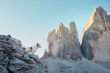 dog in the autumn mountains . Jack Russell Terrier in dolomites Alps. Italian landscape. Hiking...