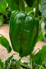 Green bell pepper or paprika plants in small French greenhouse in Provence, France