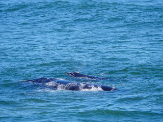 Fototapeta premium Southern right whale (Eubalaena australis) cow and calf. Hermanus. Whale Coast. Overberg. Western Cape. South Africa