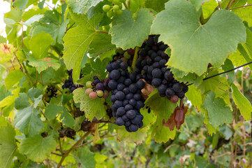 View on green pinot noir grand cru vineyards of famous champagne houses in Montagne de Reims near Verzenay, Champagne, France