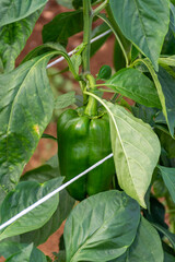 Greenhouse with plantation of sweet bell peppers plants, agruculture in Fondi, Lazio, Italy
