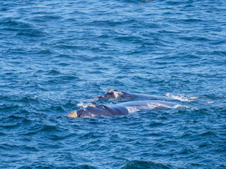 Fototapeta premium Southern right whale (Eubalaena australis). Hermanus. Whale Coast. Overberg. Western Cape. South Africa