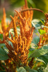  Amaranthus plant in the field