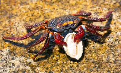 Red crab sitting on stone, sea crustacean