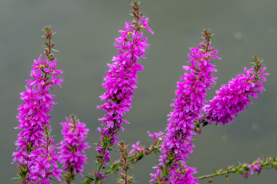 lythrum salicaria also known as spiked loosestrife or purple lythrum