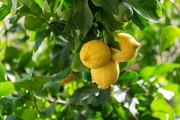 Yellow ripe organic lemons citrus fruits hanging on lemon tree