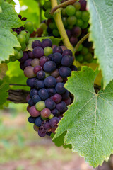Pinot noir wine grapes ripening on grand cru vineyards of famous champagne houses in Montagne de Reims near Verzenay, Champagne, France