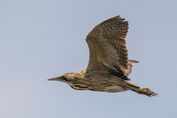 rare secretive eurasian bittern Botaurus stellaris flying over the nature reserve