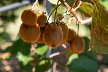 New harvest of ripe green kiwi fruits in orchard