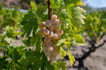 Wine industry on Cyprus island, bunches of ripe white grapes hanging on Cypriot vineyards located on south slopes of Troodos mountain range.