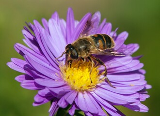 bee or honeybee in Latin Apis Mellifera on blue flower