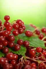 Ripe viburnum fruits closeup, red fresh fruits on green bokeh background, above  space for text.