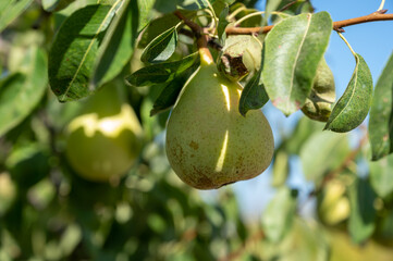 New harvest of ripe juicy pear fruits in orchard
