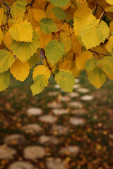 a view from below of a street covered with stone paving stones with a blurred background