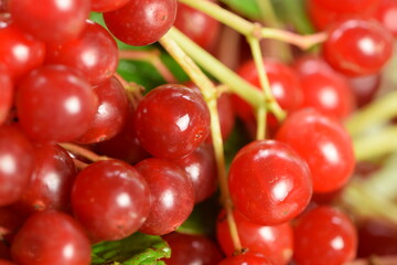 Guelder rose berries closeup, viburnum ripe red fruits macro, red fresh wild fruits.