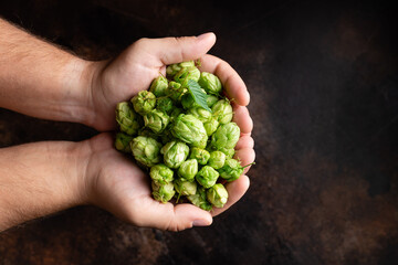 Naklejka na ściany i meble man holding green hop cones over dark background. Natural ingredients of brewery process. top view. space for text