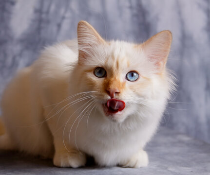 BIrman cat and  red tonque