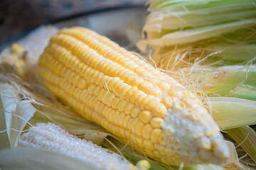 Fresh Corncob with selective focus and blur background.