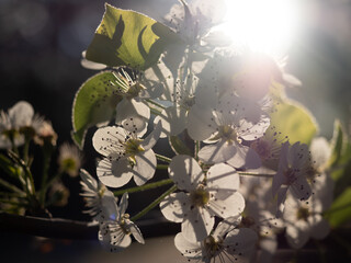 flowers in the garden