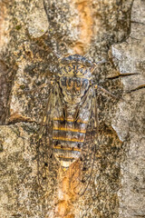 Cicada insect camouflage