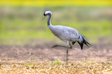 Common crane walking in agricultural field