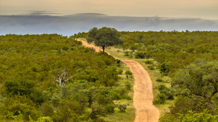 Fototapeta na wymiar Dirt road through hilly savanna