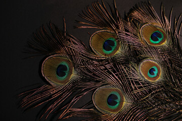 Peacock feather on the black background.Natural background with copy space.