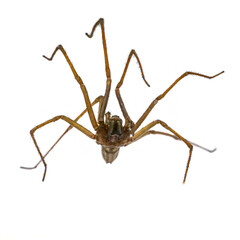 Giant house spider underside isolated on white background