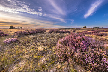 Fototapeta na wymiar Enchanting landscape scenery of heathland