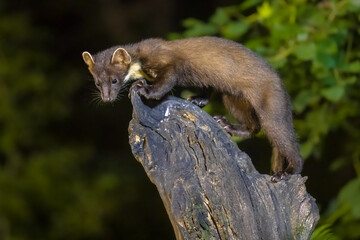 Pine marten on trunk in forest at night