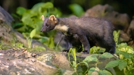 Pine marten on trunk in forest at night