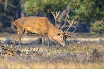 Red deer rutting season Veluwe